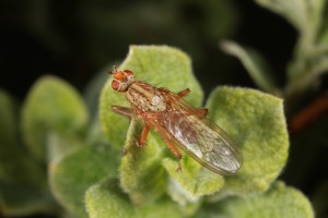 Yellow dung fly (Scatophaga stercoraria) on the eared willow in June 2012.