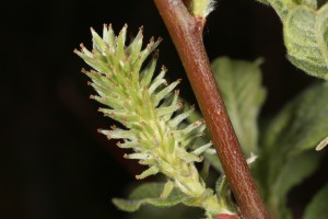 In early June 2012, the eared willow was flowering, and that the time when this dioecious tree can be sexed - this one is a female.