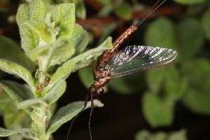 Mayfly (possibly Siphlonurus lacustris) on the eared willow in June 2012, with aphids (Aphis farinosa) visible on the stem at the left.