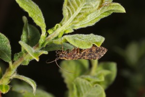 Caddis fly (Philopotamus montanus) on the eared willow in June 2012.