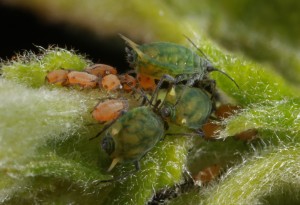 Closer view of the small willow aphids (Aphis farinosa). The green mottled aphids are appear - wingless females that reproduce parthenogenetically (i.e. without mating) while the orange aphids are young males.