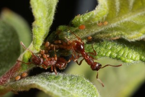 Aphids (Aphis farinosa) being tended by ants (Myrmica ruginodis) on the eared willow in June 2012.