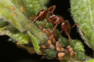 Another view of a red ant (Myrmica ruginodis) tending aphids (Aphis fairness) on the eared willow in June 2012.