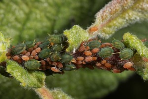 Aphids (Aphis farinosa) feeding on the eared willow in June 2012.