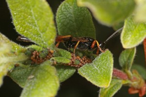 Another view of the male ichneumonid wasp (Alomya debellator) feeding on honeydew from the aphids (Aphis farinosa) on the eared willow in June 2012.