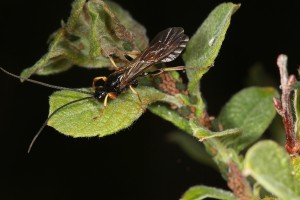 Male ichneumonid wasp (Alomya debellator) and aphids (Aphis farinosa) on the eared willow in June 2012.