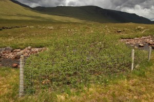 Another view of the eared willow inside its stock fenced exclosure in June 2012 - it is literally an oasis of life in the surrounding depleted landscape.