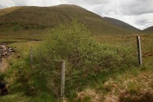 In this version of the same scene, the Forestry Commission exclosure on the hillside at the left of the photo, which we planted with trees in the 1990s, is clearly visible.