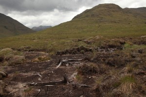This peat hag, with the exposed stumps of old Scots pines trees in it, is situated a few hundred metres from the exclosure protecting the eared willow.