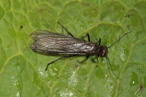 Stonefly (Perla bipunctata) found on the eared willow in June 2012.