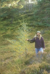 This photograph of a young birch dates from October 1995, 5 years after the fence went up.