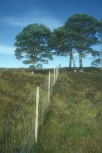 The Coille Ruigh fence in October 1991, just over a year after it was erected.