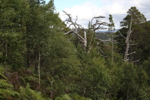 Healthy regeneration of birches, Scots pines and a holly in front of standing dead pines inside the Coille Ruigh exclosure in September 2015.