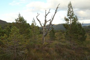 This was the same scene in September 2015. The three pine snags are virtually unchanged, but are now surrounded by naturally regenerated young pines. 