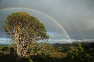Double rainbow over an unusually-shaped old Scots pine - one that is affectionately known as a 'granny'.