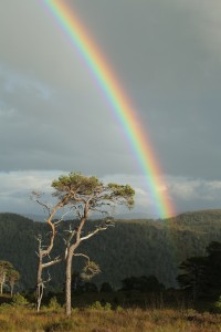 Closer view of the rainbow over a pair of old Scots pines.