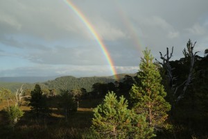 Double rainbow over naturally-regenerating Scots pines (Pinus sylvestris) at Coille Ruigh ne Cuileige in Glen Affric in September 2015.