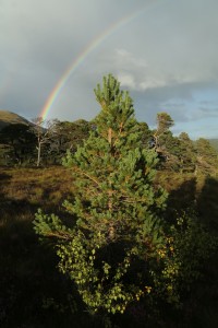 Rainbow over naturally-regenerating pines and birch at Coille Ruigh.