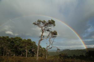Rainbow over old Scots pines (Pinus sylvestris) at Coille Ruigh na Cuileige in September 2015.
