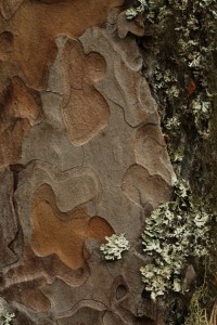 Changing the framing of the photo on this section of the bark gives a different, but equally aesthetic image.