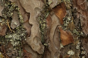 Closer view of a section of the bark on the Scots pine.