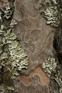Here's another unique combination of bark pattern and patches of heather rags lichen (Hypogymnia physodes).