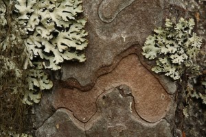 Here, the large patches of heather rags lichen (Hypogymnia physodes) are complemented by the horsehair lichen (Bryoria fusca) on the left.
