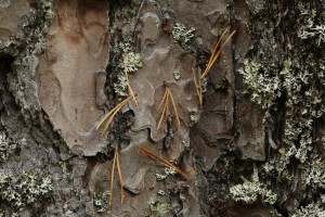 The pine needles suspended in front of this piece of bark give away the presence of some strands of spider's silk that they are caught on.