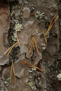 Another view of the pine needles caught on spider's silk on the pine bark.