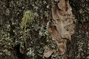 Here a small patch of beard lichen (Usnea sp.) is growing amongst heather rags lichen (Hypogymnia physodes) and ragged lichen (Platismatia glauca).