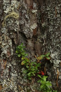 Another patch of cowberry (Vaccinium vitis-idaea) at the base of the pine's trunk.