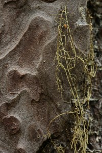 This is one of the beard lichens (Usnea spp.) on this section of the pine's bark.
