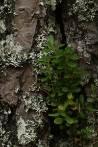 Here a cowberry plant (Vaccinium vitis-idaea) was growing up part of the pine's trunk.