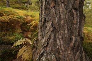 The bark of a mature Scots pine like this is made up of thick irregularly-shaped plates, with fissures or crevices in between them.