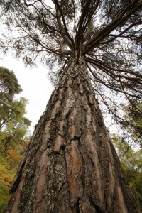 Looking up the trunk of the pine, the natural artwork of the bark continued for many metres above my head.