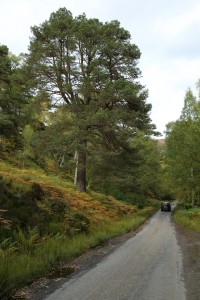 This photograph shows the size of the tree, in comparison with a car driving along the road beside it