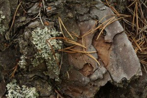 Another close up view of the section of the bark, with heather rags lichen (Hypogymnia physodes) and pine needles caught on invisible strands of spider's silk.
