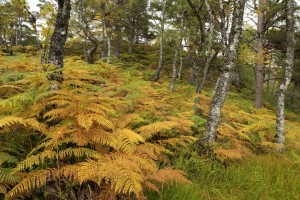 Bracken (Pteridium aquilinum) at the peak of its autumn colour amongst downy birch trees (Betula pubescens).