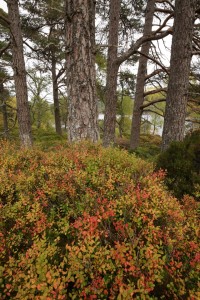 Another view of the colourful patch of blaeberry (Vaccinium myrtillus) at the base of the group of pines.