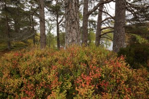 Scots pines (Pinus sylvestris) with a hummock covered in blaeberries (Vaccinium myrtillus) at their base.