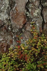 Another juxtaposition of colourful blaeberries and a pattern of bark plates on a Scots pine.