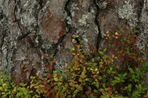 Blaeberries and cowberry at the base of one of the pines.