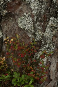 Here some evergreen cowberry and colourful deciduous blaeberry are growing together on the lichen-covered bark at the base of a Scots pine.