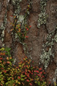 Another patch of blaeberries and lichens growing around the bark at the base of a Scots pine.