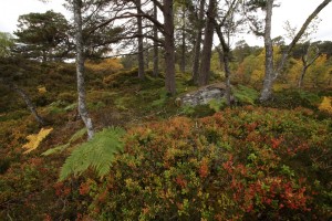 Wider view, showing a mass of blaeberries in their autumn colour, with pines and birch behind.