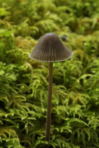 Bonnet fungus (Mycena abramsii) growing out of another part of the moss-covered log.