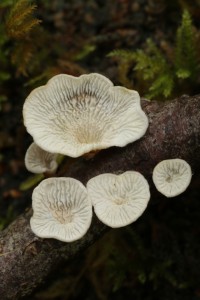 Another view of the fungi (Plicatura crispa) on the dead alder wood.