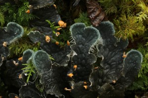 Lichen (Peltigera membranacea) growing amongst moss on the forest floor.