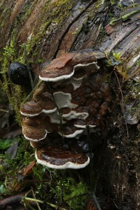 Another of the bracket fungi (probably Ganoderma sp.) on the alder log.