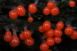 Closer view of the sporocarps of the slime mould (Trichia decipiens) on the log.